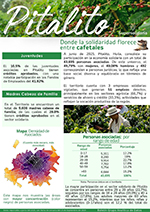 Portada boletín pitalito.